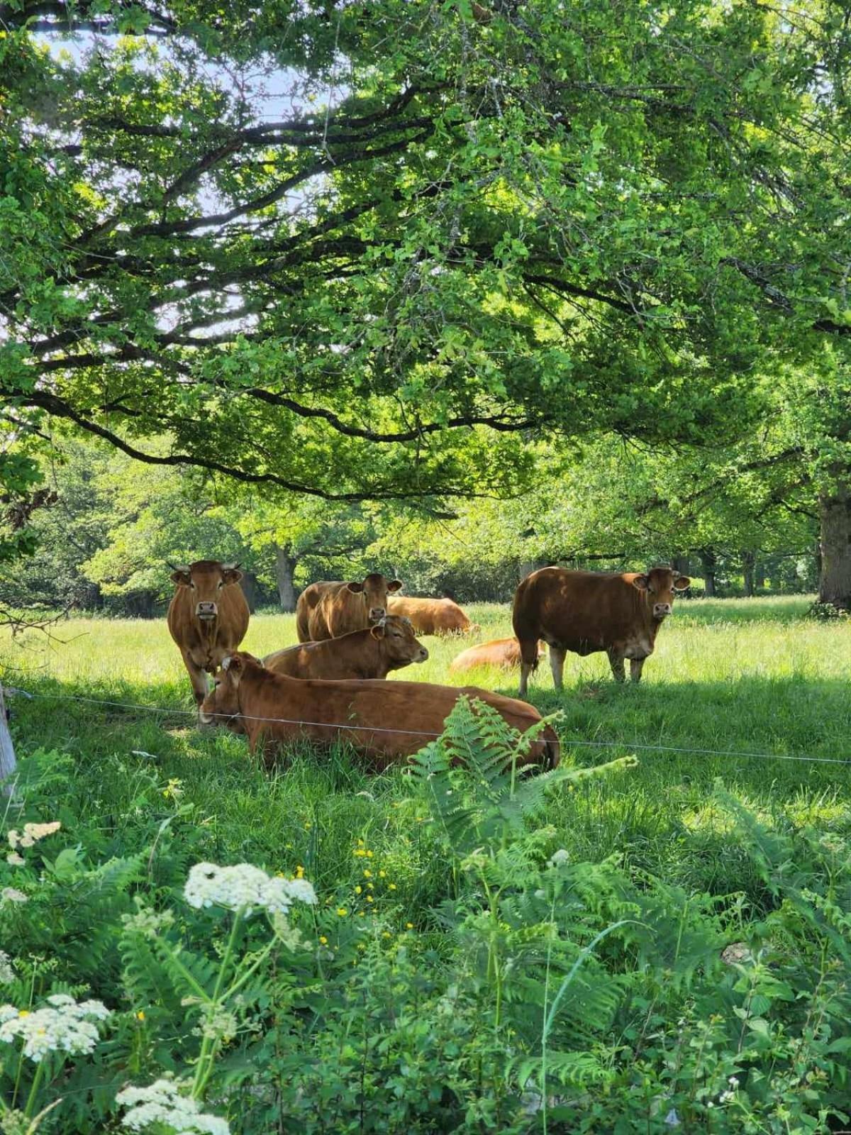 Le Chalet Limousin Folles المظهر الخارجي الصورة